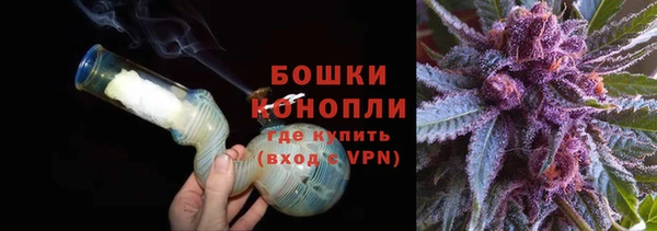прущие грибы Вязьма