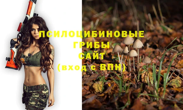 прущие грибы Вязьма